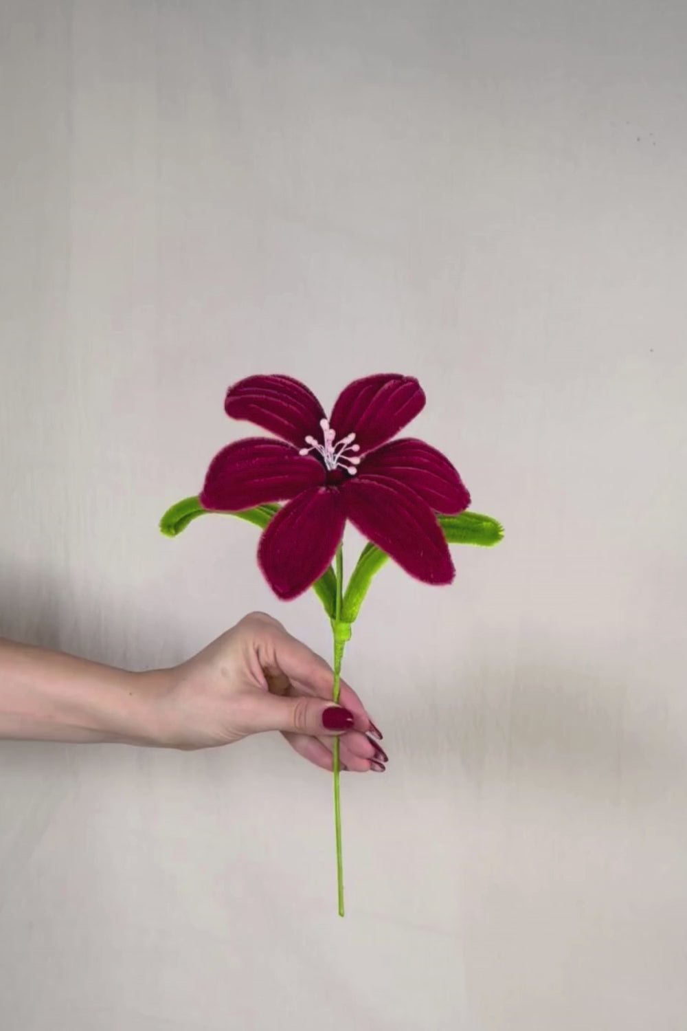 Video di un Giglio bordeaux in scovolini in tenuto in mano e fatto vedere a 360 gardi su sfondo neutro - il fiore è fatto a mano 34 cm – fiore artigianale decorativo realizzato in Italia da Made By Hand.